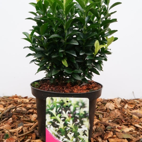 Euonymus japonicus 'Paloma Blanca' ®