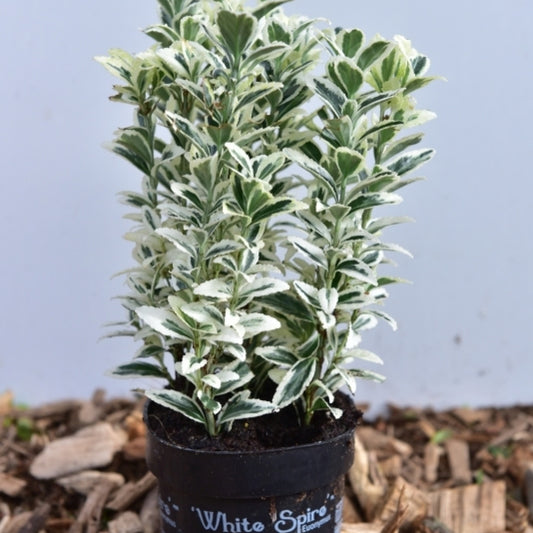 Euonymus japonicus 'White Spire' ®
