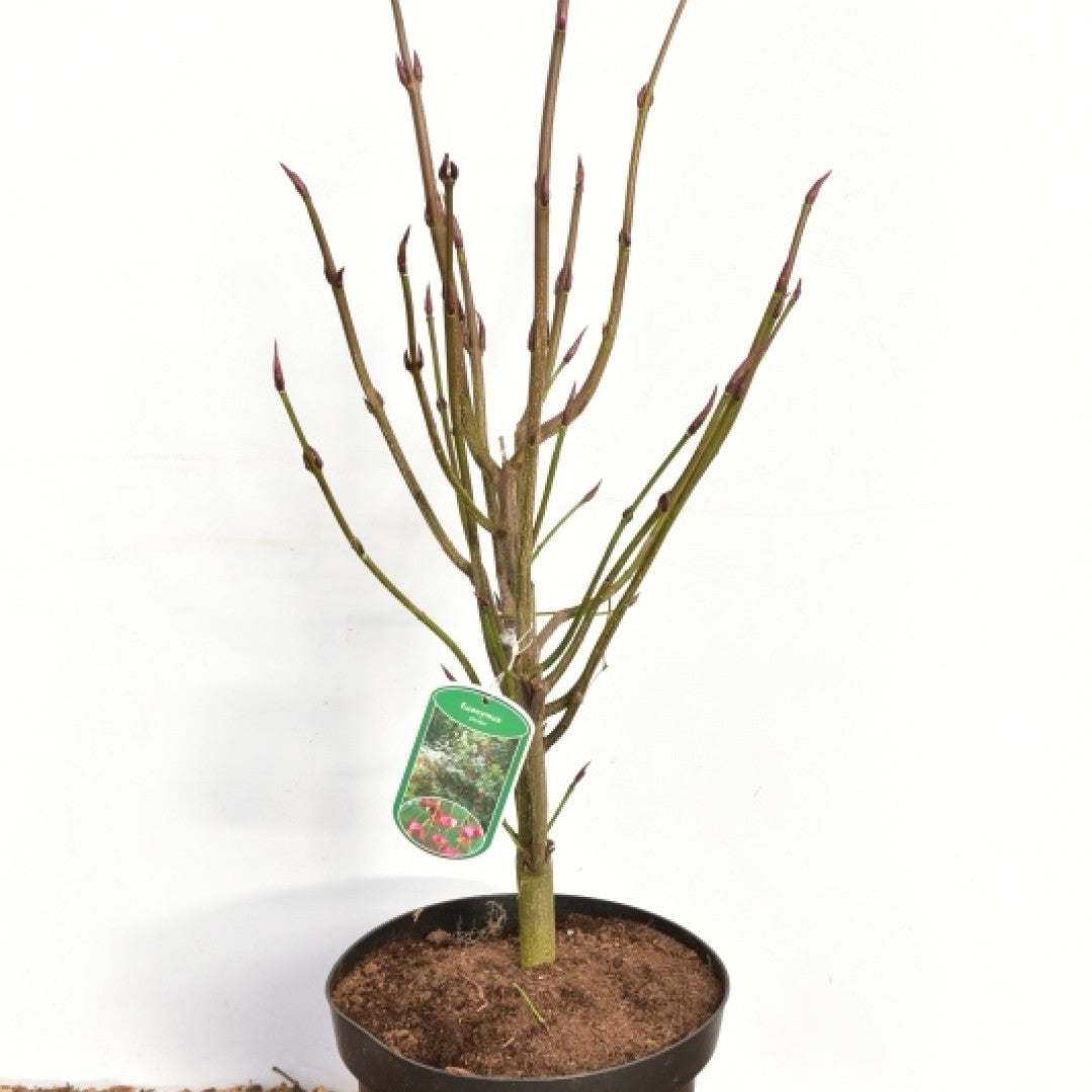 Kardinaalsmuts (Euonymus planipes)