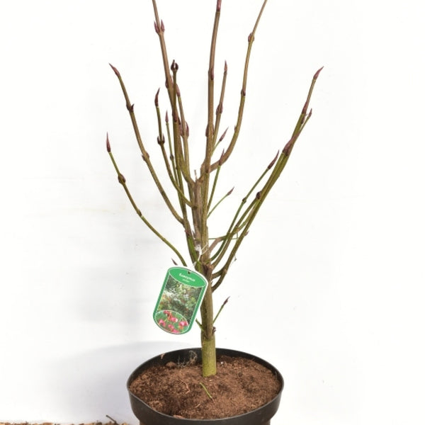 Euonymus planipes