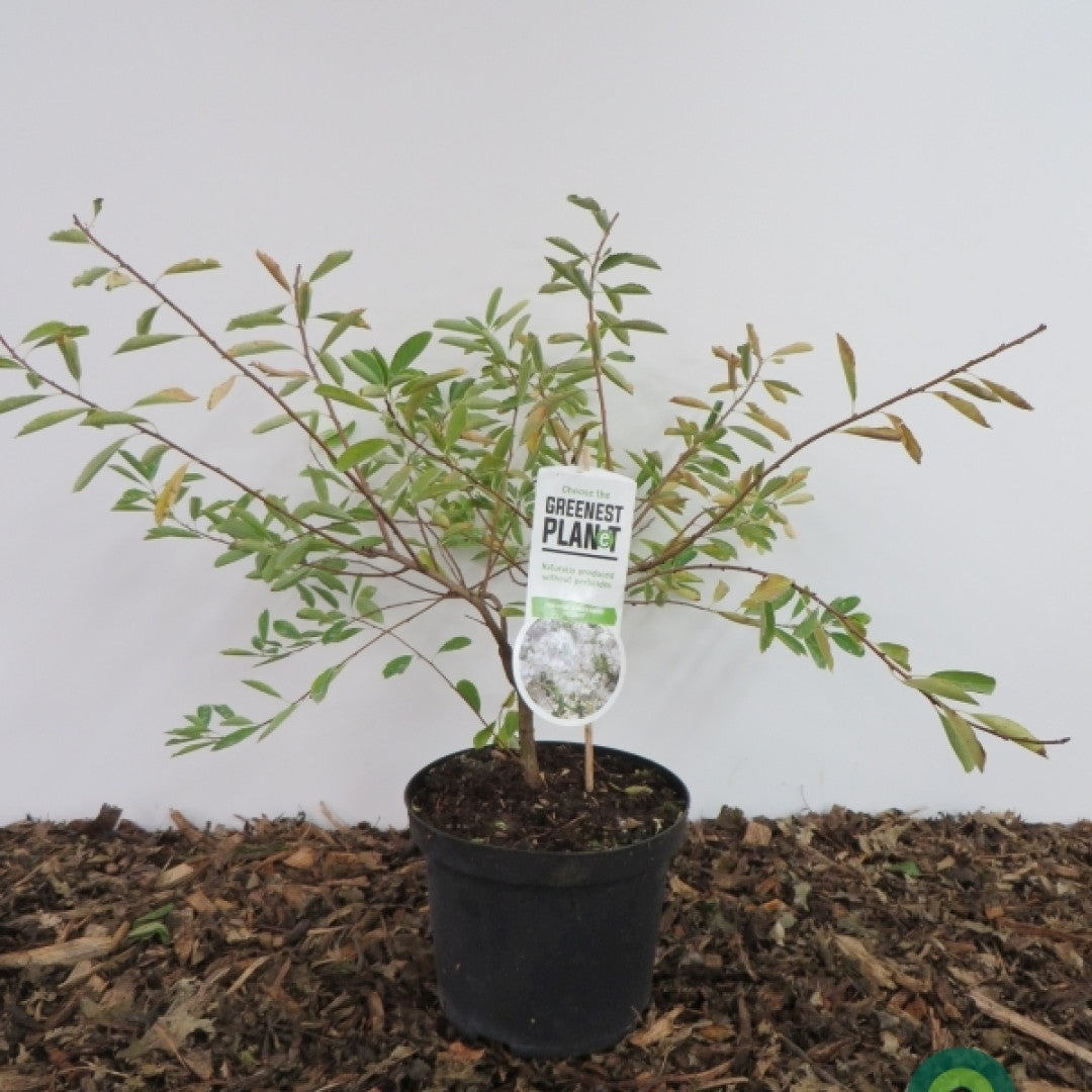Parelstruik (Exochorda) 'The Bride'