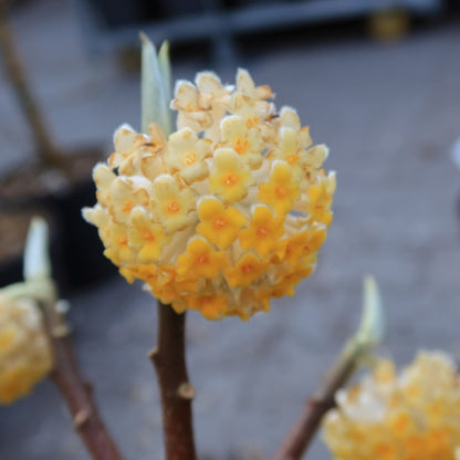 Edgeworthia chrysanta 'Grandiflora'