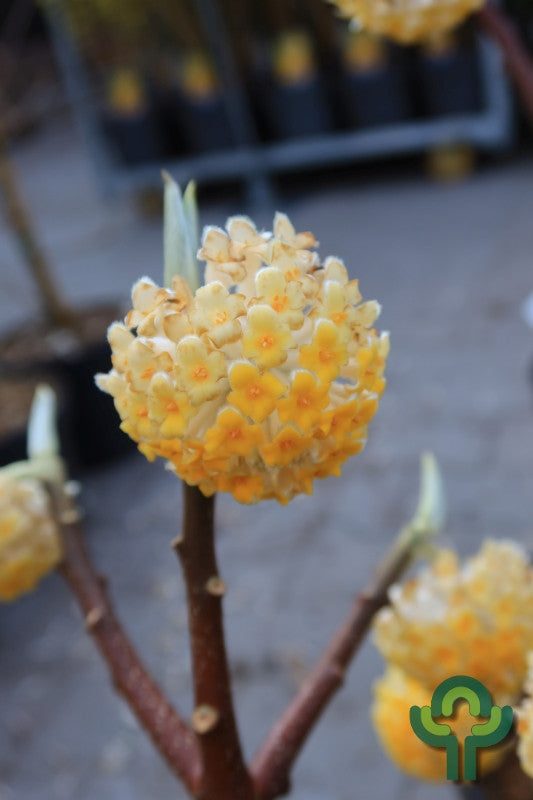Edgeworthia chrysanta 'Grandiflora'