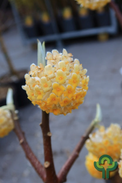 Edgeworthia chrysanta 'Grandiflora'