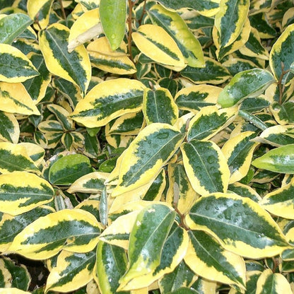 Elaeagnus ebbingei 'Gilt Edge'