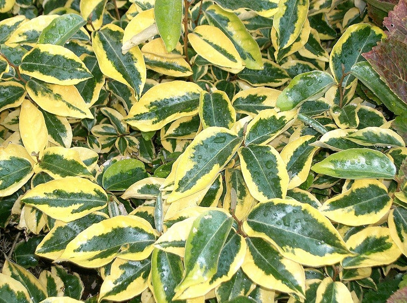 Elaeagnus ebbingei 'Gilt Edge'