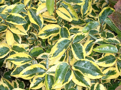 Elaeagnus ebbingei 'Gilt Edge'