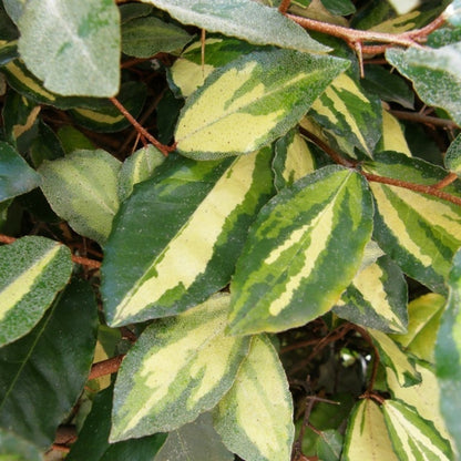 Elaeagnus pungens 'Maculata'