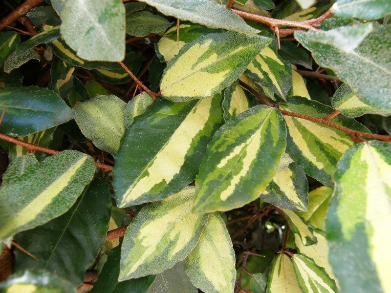 Elaeagnus pungens 'Maculata'