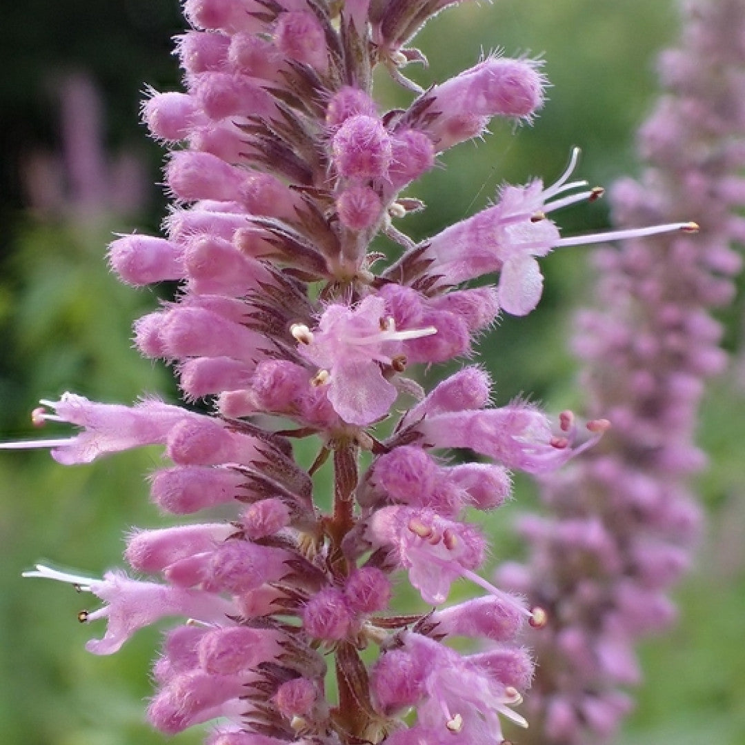 Elsholzia stauntonii