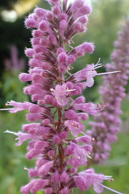 Elsholzia stauntonii