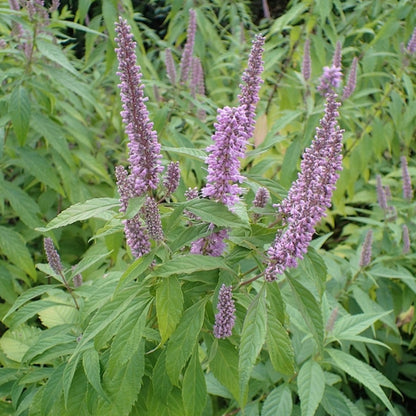 Elsholzia stauntonii