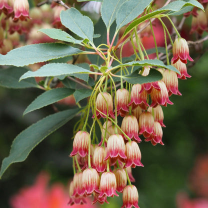 Enkianthus campanulatus 'Red Bells'