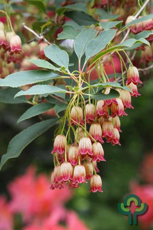 Enkianthus campanulatus 'Red Bells'