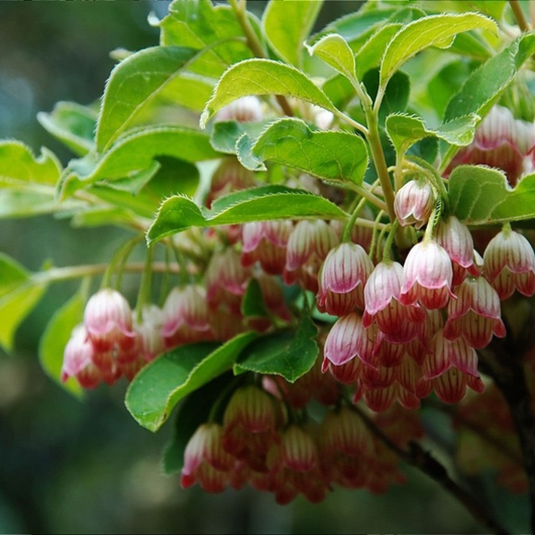 Enkianthus campanulatus