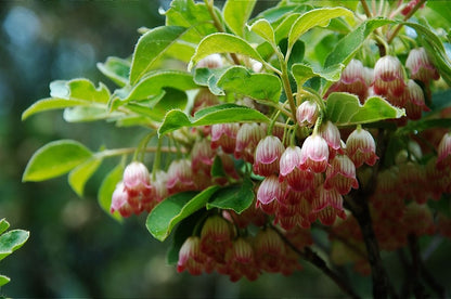 Enkianthus campanulatus