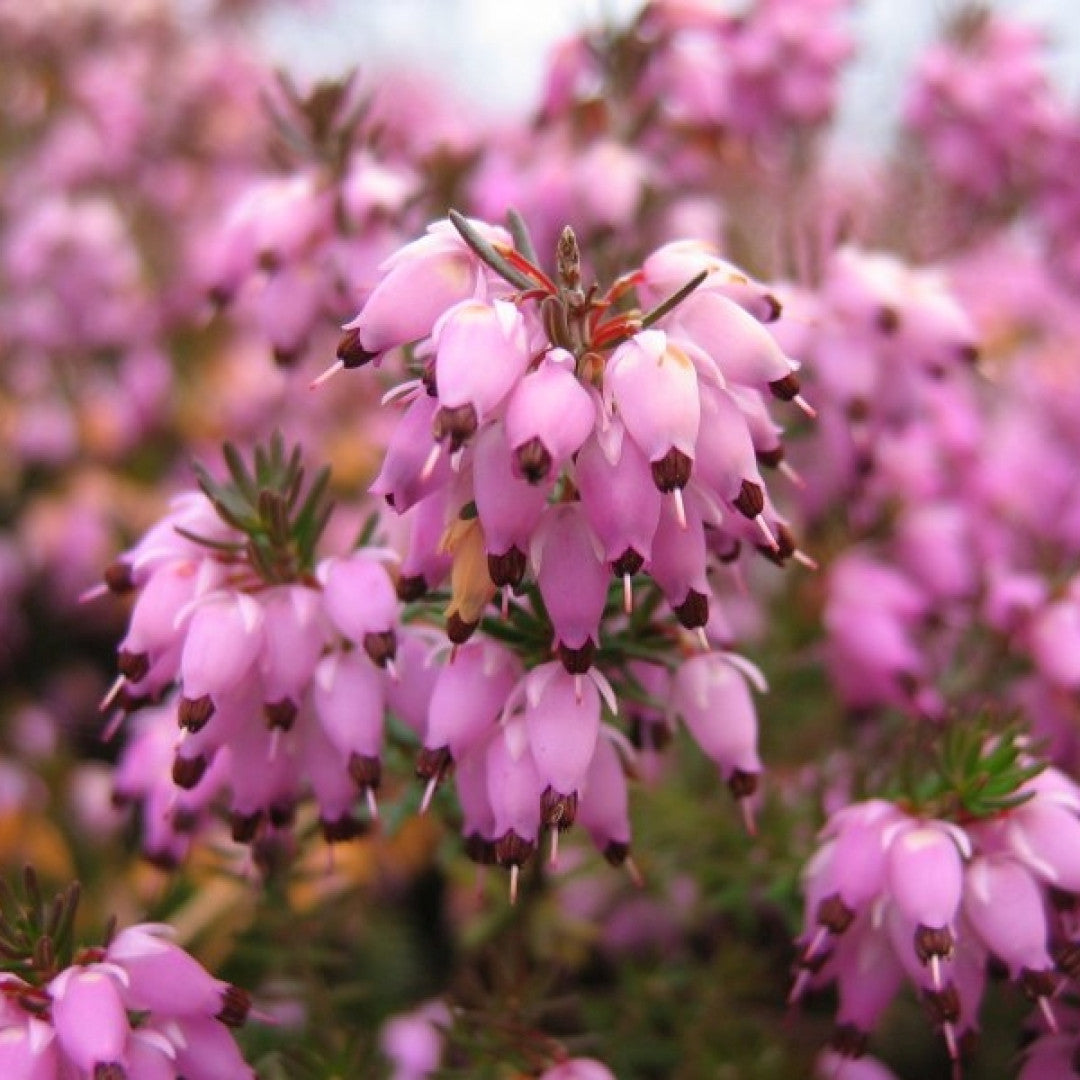 Erica carnea in soorten