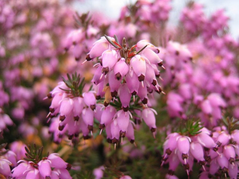 Erica carnea in soorten