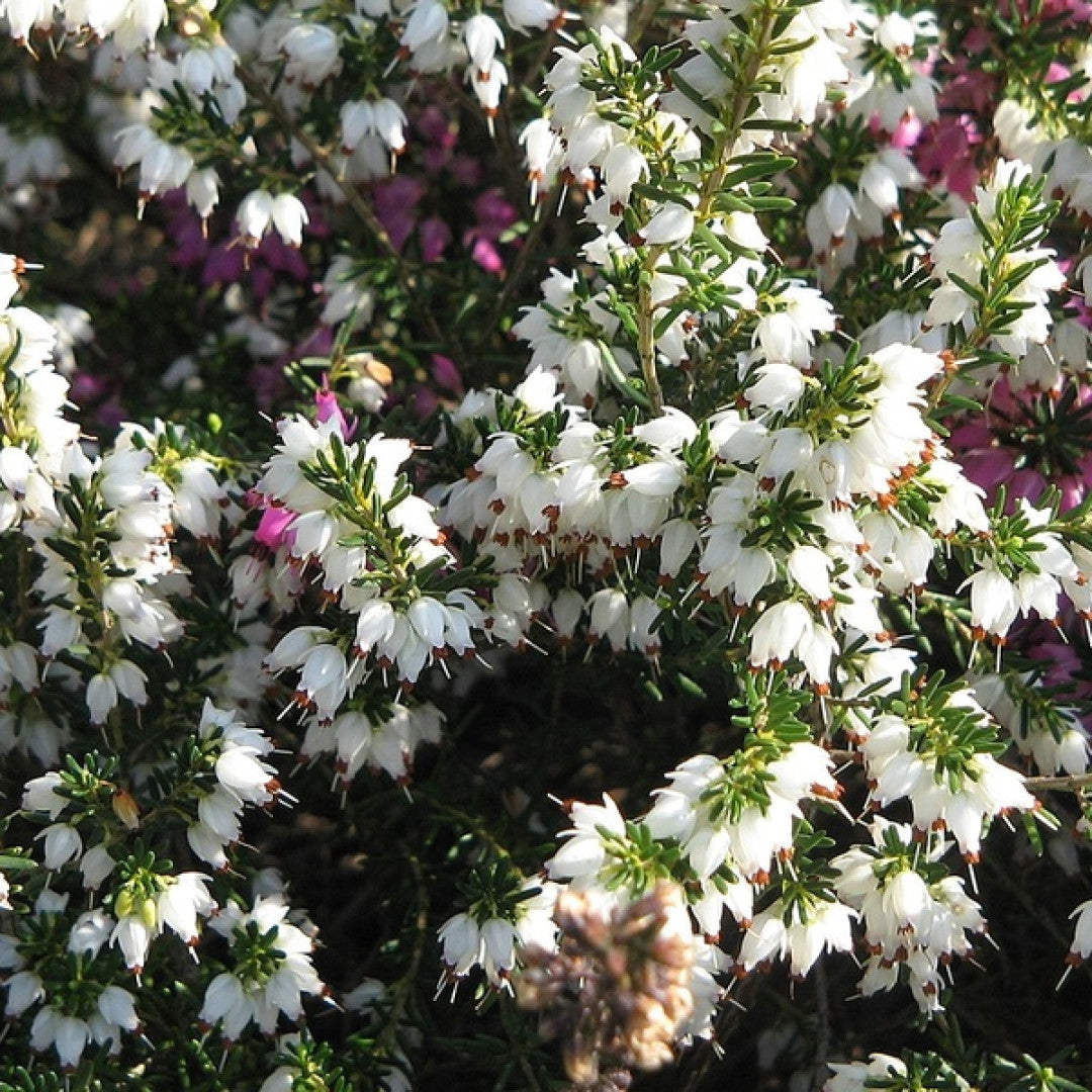 Erica darleyensis in soorten