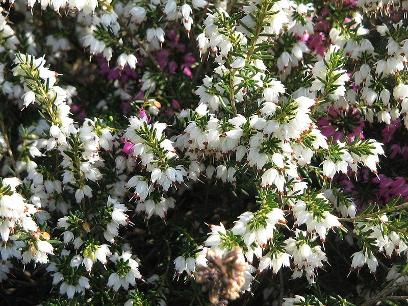 Erica darleyensis in soorten