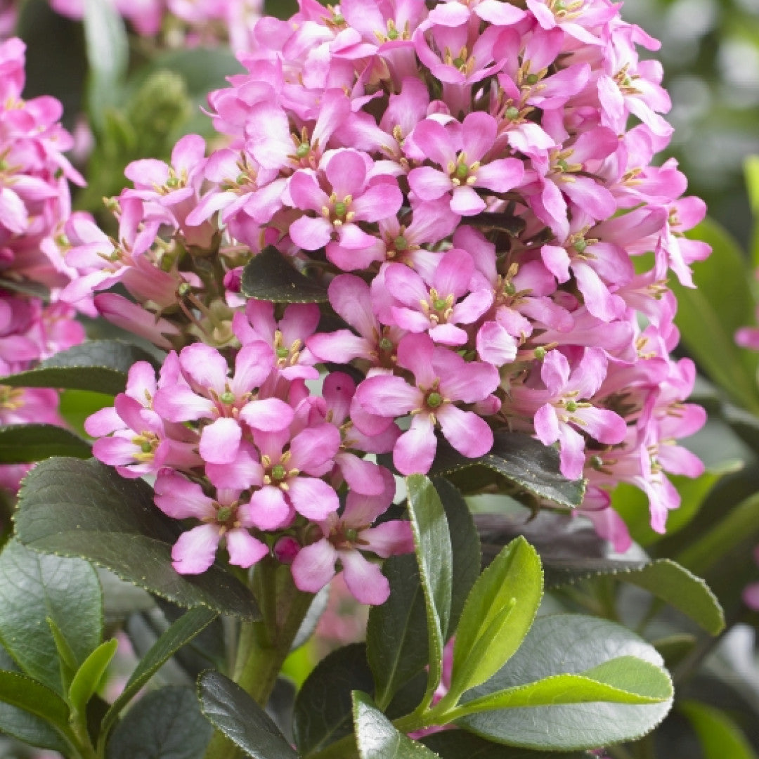 Escallonia laevis 'Pink Elle' ®