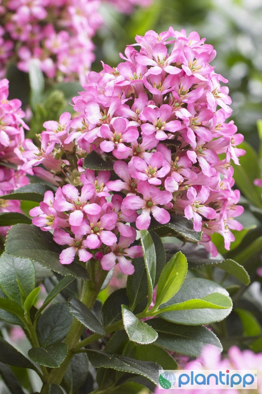 Escallonia laevis 'Pink Elle' ®