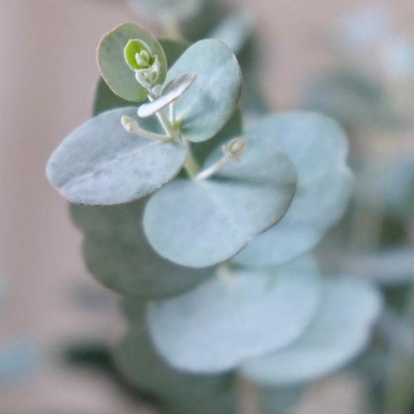 Eucalyptus gunnii Azura