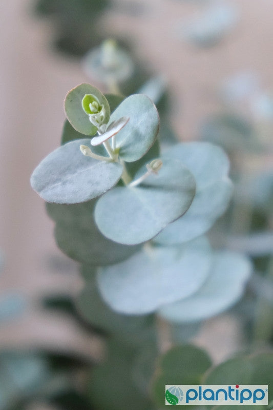 Eucalyptus gunnii Azura