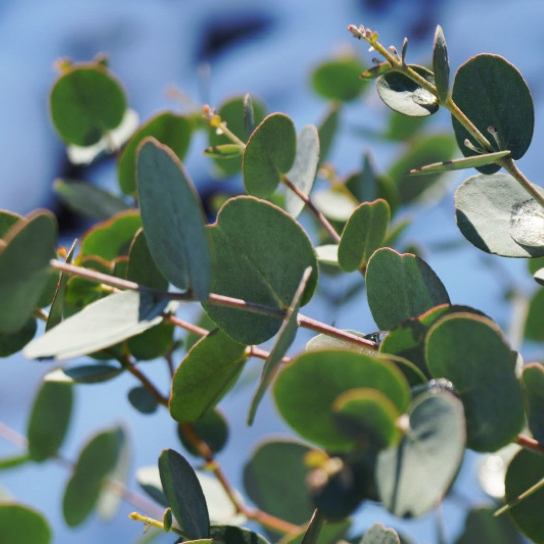 Eucalyptus gunnii Azura