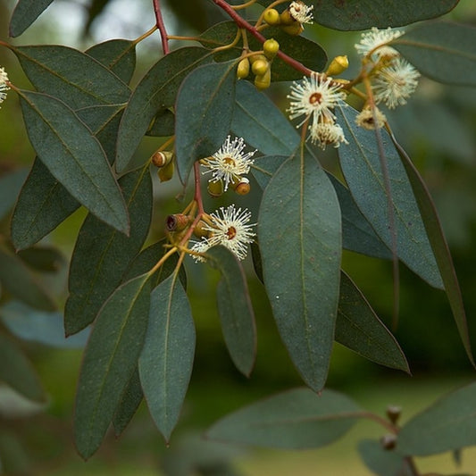 Eucalyptus gunnii