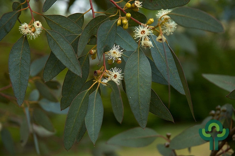 Eucalyptus gunnii