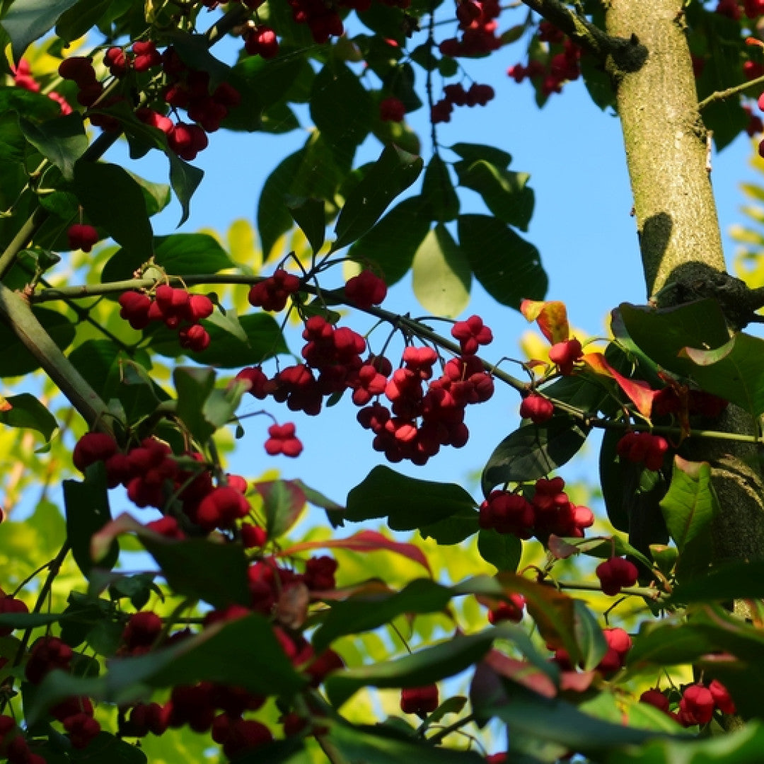 Kardinaalsmuts (Euonymus europaeus) 'Red Cascade'
