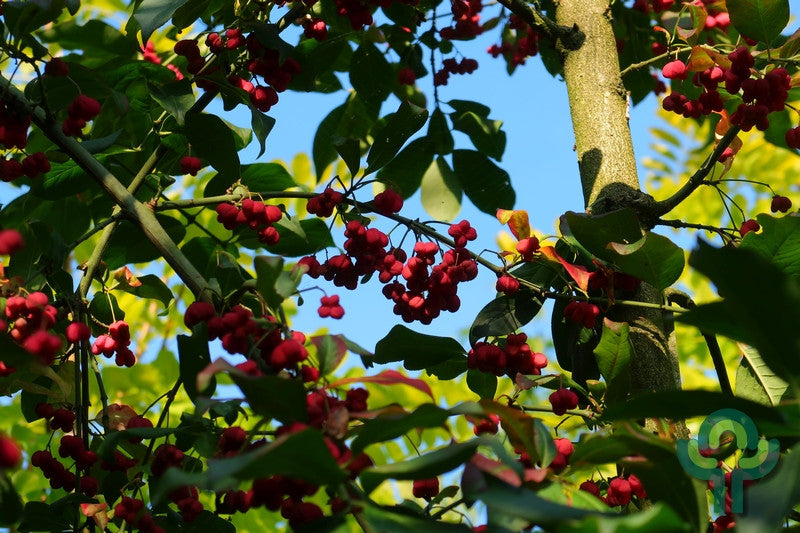 Kardinaalsmuts (Euonymus europaeus) 'Red Cascade'