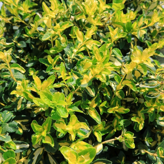 Euonymus fortunei 'Interbolwi' (= 'Blondy')