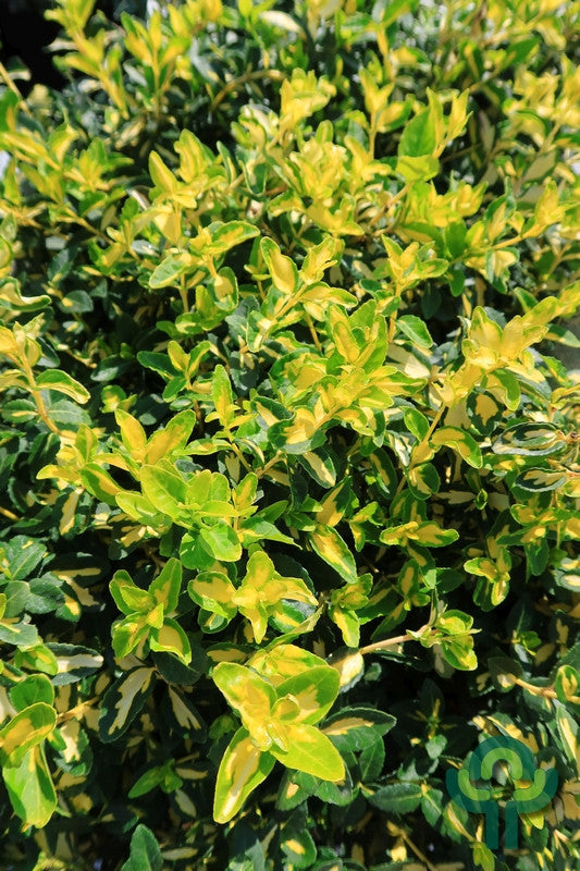 Kardinaalsmuts (Euonymus fortunei) 'Interbolwi' (= 'Blondy')