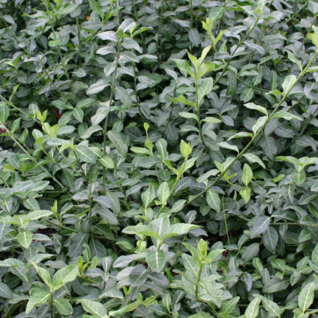 Kardinaalsmuts (Euonymus fortunei) 'Coloratus'