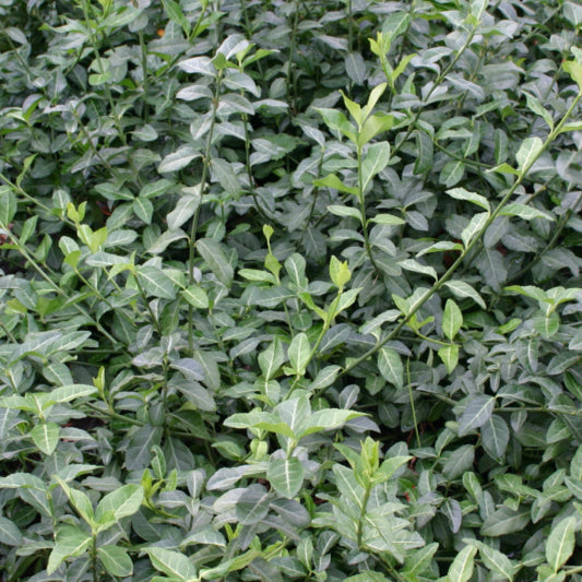 Euonymus fortunei 'Coloratus'