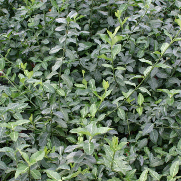 Euonymus fortunei 'Coloratus'
