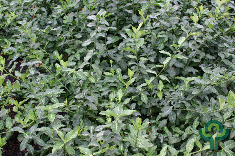 Kardinaalsmuts (Euonymus fortunei) 'Coloratus'