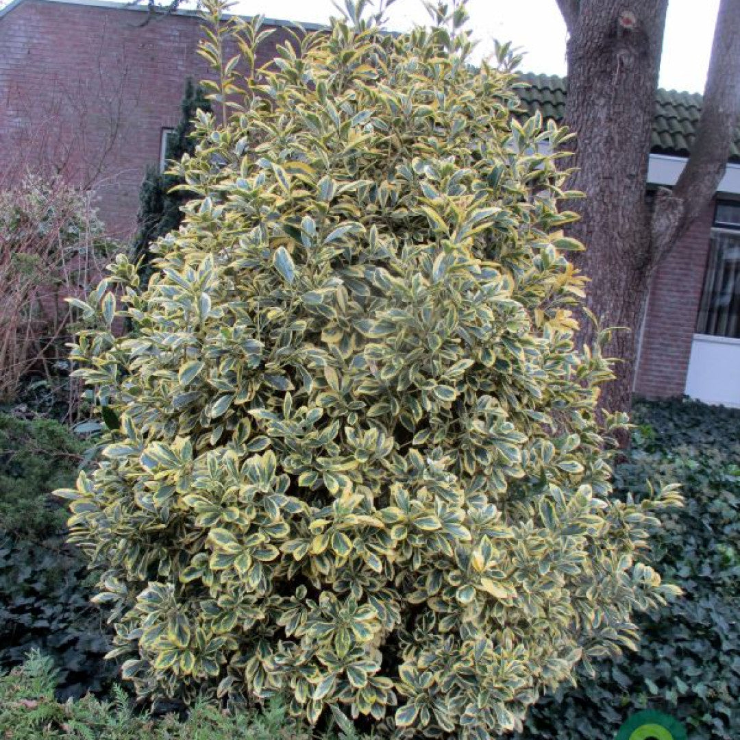 Kardinaalsmuts (Euonymus japonicus) 'Bravo'