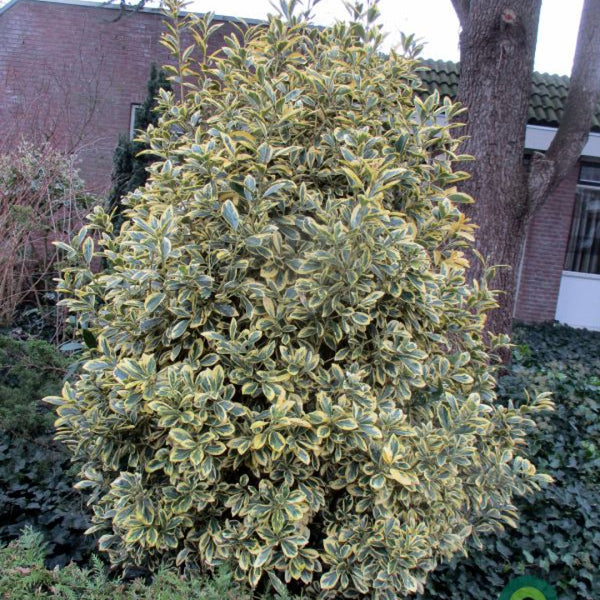 Euonymus japonicus 'Bravo'