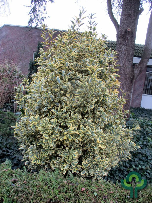 Kardinaalsmuts (Euonymus japonicus) 'Bravo'