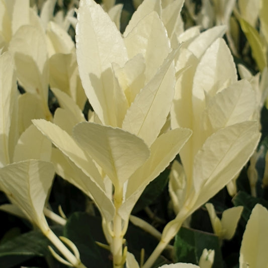 Euonymus japonicus 'Himalaya'