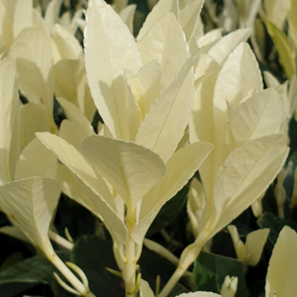Euonymus japonicus 'Himalaya'