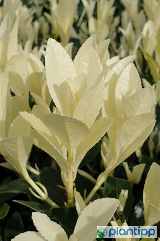 Kardinaalsmuts (Euonymus japonicus) 'Himalaya'
