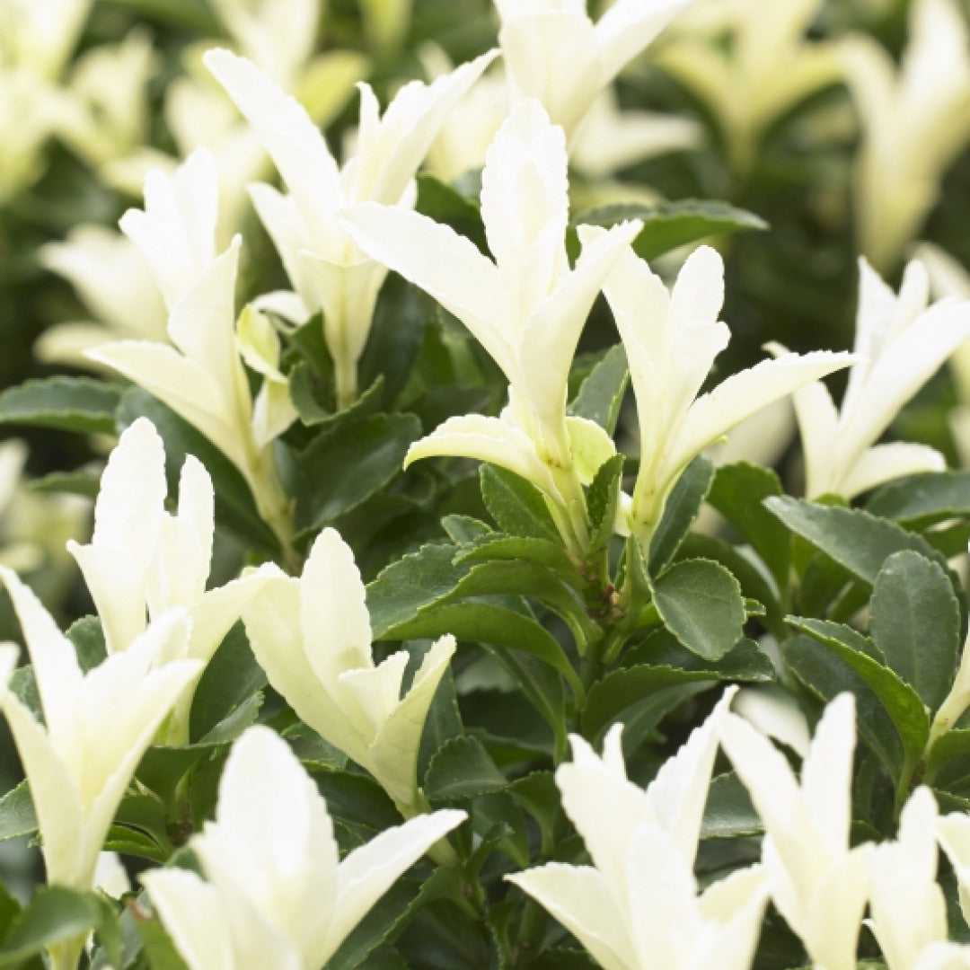 Kardinaalsmuts (Euonymus japonicus) 'Paloma Blanca' ®