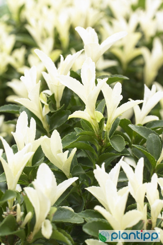 Kardinaalsmuts (Euonymus japonicus) 'Paloma Blanca' ®