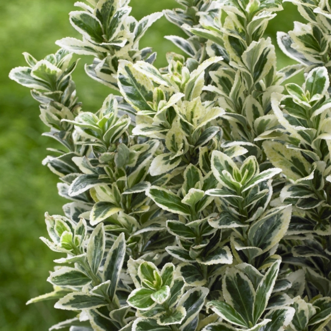 Kardinaalsmuts (Euonymus japonicus) 'White Spire' ®