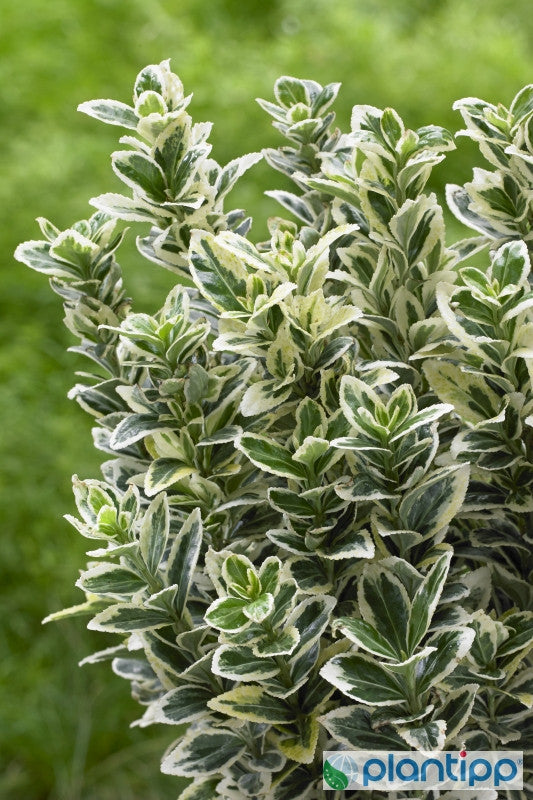 Kardinaalsmuts (Euonymus japonicus) 'White Spire' ®