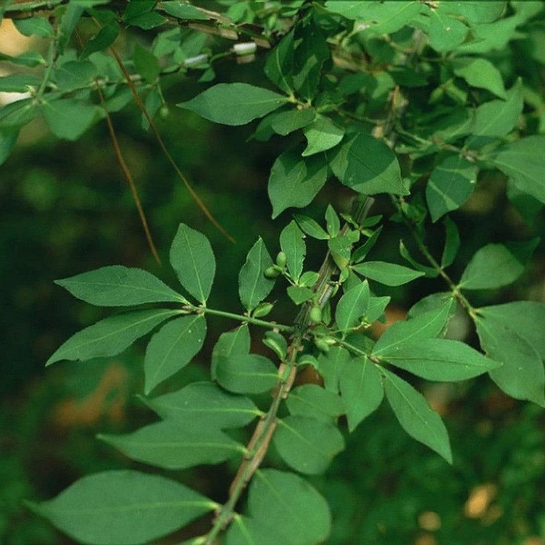 Euonymus alatus
